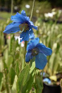 Blue Poppy